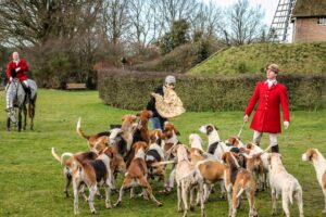 Bij de Jantina Hellingmolen kreeg de meute honden na afloop van de slipjacht een vorstelijke traktatie in de vorm van runderpens. De vos is dan weliswaar nep, de pens smaakte opperbest. (Foto: Wybrich KNJV)